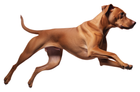 PNG Energetic dog mid-air leap