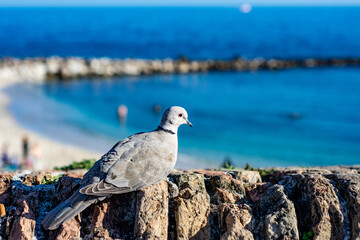 Pigeon View