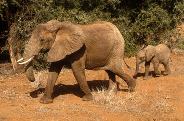 Fototapeta premium éléphant d'Afrique, Loxodonta africana, Parc national de Samburu, Kenya
