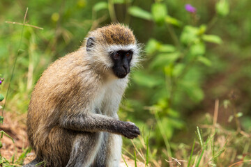 Obraz premium Close-Up of a Vervet Monkey in Lake Nakuru National Park, Kenya