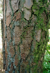 Pinus maritima , Pin maritime