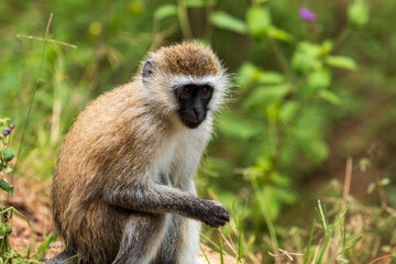 Close-Up of a Vervet Monkey in Lake Nakuru National Park, Kenya