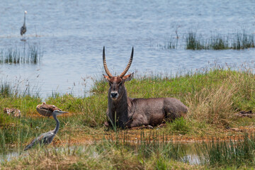 Waterbuck Resting by the Shore with Birds at Lake Nakuru National Park, Kenya