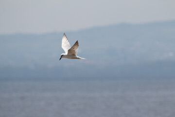 Flying Gull over Lake Nakuru in Kenya's National Park