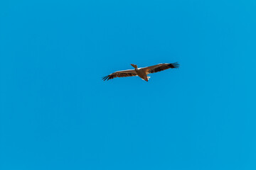 Vulture Soaring High in Clear Blue Sky at Lake Nakuru, Kenya