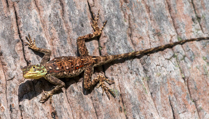 Close-Up of a Gecko on a Tree Trunk at Diani Beach, Kenya