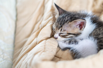 Adorable Sleeping Kitten on Beige Blanket