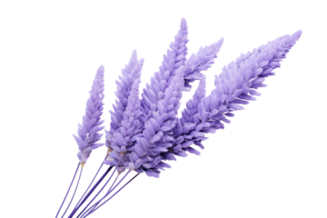 A close-up shot of a lavender flower showcasing its intricate details and soft, aromatic petals, isolated on a white background