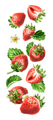 Fallinf Strawberry berries with leaves and flowers. Watercolor hand painted illustration isolated on white background