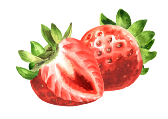 Ripe whole and half Strawberries, Watercolor hand drawn illustration,  isolated on white background