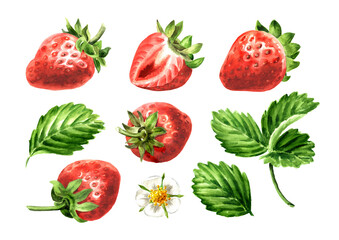 Strawberry berries set. Watercolor hand drawn illustration isolated on white background