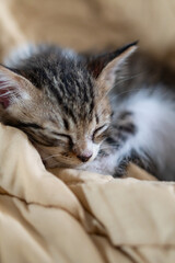 Adorable Sleeping Kitten on Beige Blanket