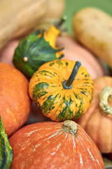Autumn still life with pumpkins of different sizes and colors Selection of different sized pumpkins and gourds