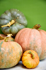 Autumn still life with pumpkins of different sizes and colors Selection of different sized pumpkins and gourds