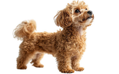 A cute, fluffy dog standing proudly, showcasing its vibrant coat and playful personality in a sunny atmosphere.
