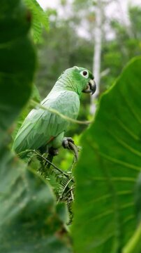 Close-up shot of southern mealy Amazon parrot camouflaging on tropical trees, vertical video.