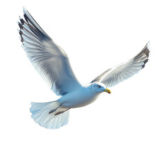 Fototapeta premium A serene seagull gracefully soaring through a clear blue sky, showcasing its beautiful wings and bright plumage.