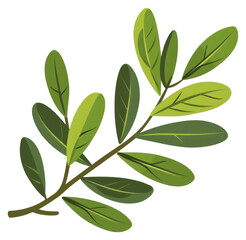PNG Olive leaves annonaceae herbal herbs.