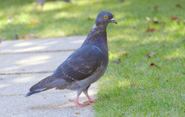 a pigeon with dark feathers stands in a meadow