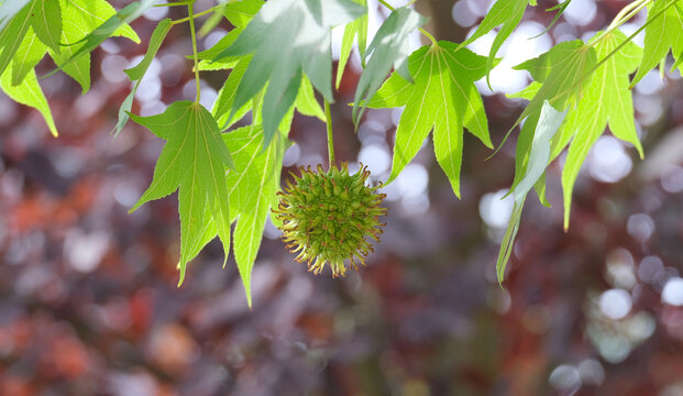fruit of a green amber tree late summer morning