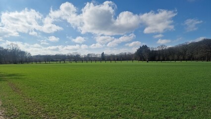 field and blue sky
