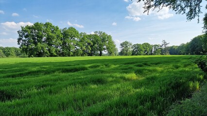 Fototapeta premium field and sky
