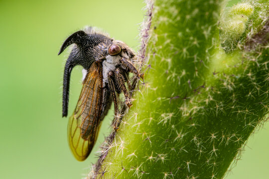 A Strange treehopper is found on the trunk of a plant. Macro photography.