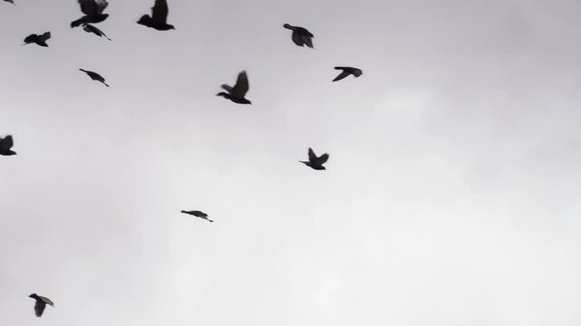 Flock of Birds in the Cloudy Sky. A flock of birds against the sky. Slow Motion
