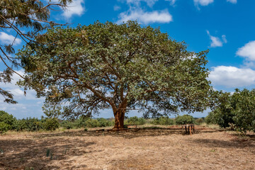 Fototapeta premium Majestic Oak in Sun-Drenched Field 