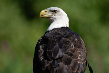 Side Profile of a Bald Eagle