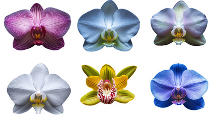 Composite of Six Vibrant Orchid Varieties on Transparent Background