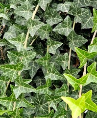 Background of lush green ivy leaves. Green ivy leaves with white veins growing on a bush climbing on a wall. Evergreen plant wall. A green ivy leaves - climbing or ground-creeping woody plant