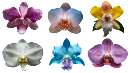 Composite of Six Vibrant Orchid Varieties on Transparent Background