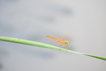 Dragonfly sitting on green leaves. Dragonfly macro view.  Amazing closeup of Dragonfly resting on the green plant in the natural environment. 