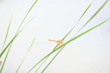 Dragonfly sitting on green leaves. Dragonfly macro view.  Amazing closeup of Dragonfly resting on the green plant in the natural environment. 