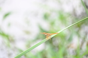 Dragonfly sitting on green leaves. Dragonfly macro view.  Amazing closeup of Dragonfly resting on the green plant in the natural environment. 