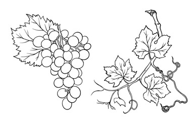 Vector line art bunch of grapes on white background.