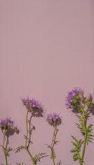 Pastel pink / violet background with purple tansy wildflowers, delicate minimal botany aesthetic
