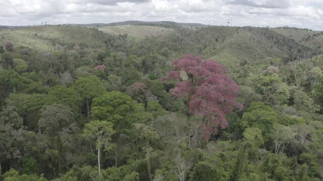 Sapucaia (Lecythis pisonis) Gigante na Mata Atl&acirc;ntica