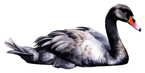 Fototapeta premium PNG Swan outdoors animal nature.