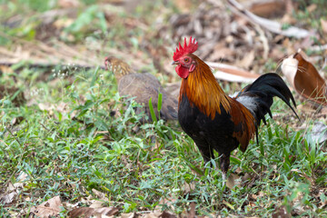 Wild chicken in the garden. Rooster red jungle fowl on the grass in the park of Thailand.