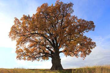 an oak tree with a large crown in autumn. of natural monuments, caring for nature. Golden autumn