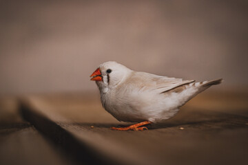 Australian zebra finch sitting close up (Taeniopygia castanotis)