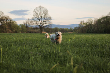 young male golden retriever running in the park