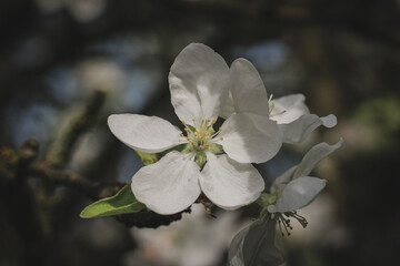 Obraz premium apple tree blossom