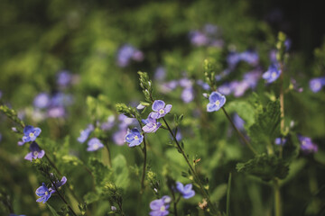 purple flowers in the field