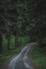 Obraz premium mysterious road in the dark woods