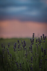 sunset over lavender field in summer