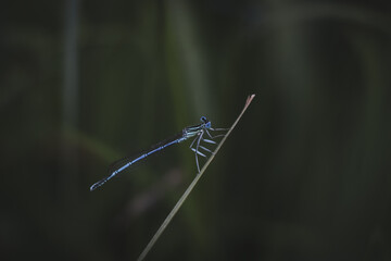 blue dragonfly on a leaf