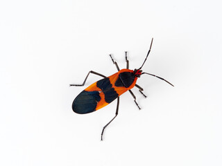 Large milkweed bug in a white background. Oncopeltus fasciatus